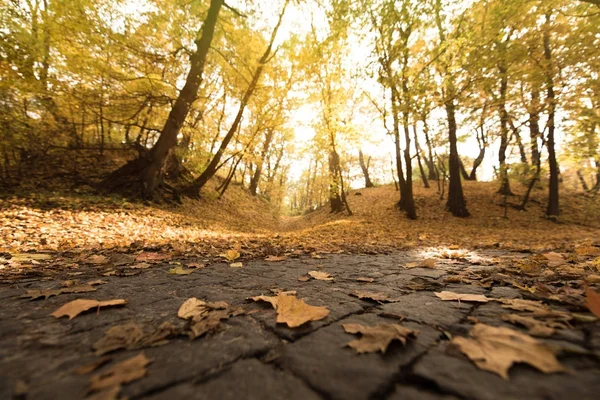 beautiful autumn park