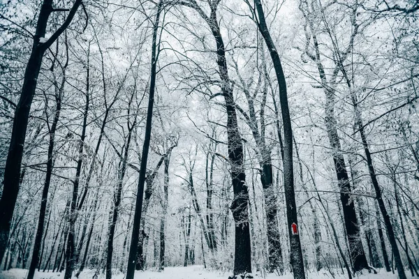 tranquil winter forest under white cloudy sky