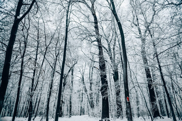 tranquil winter forest under white cloudy sky