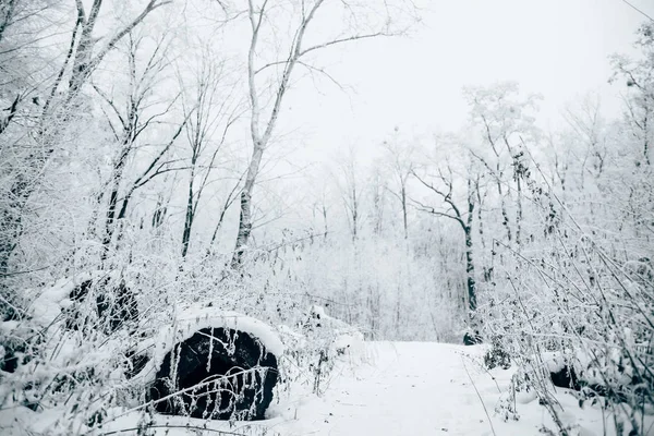 beautiful winter forest under white cloudy sky