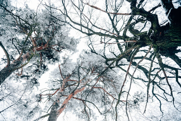 bottom view of trees beautiful winter forest against white cloudy sky