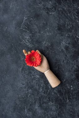Gerbera