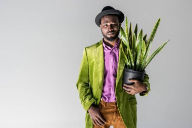 fashionable african american man in hat with green plant in flowerpot in hand posing isolated on grey clipart
