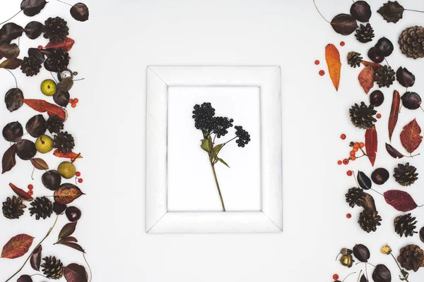 Black rowan berries in frame — Stock Photo