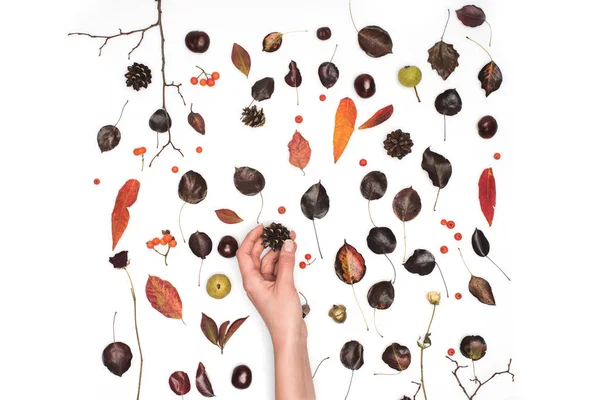 Mano tenendo pigna — Foto stock