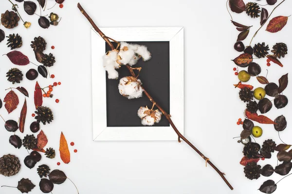 Flores de algodón en el marco - foto de stock