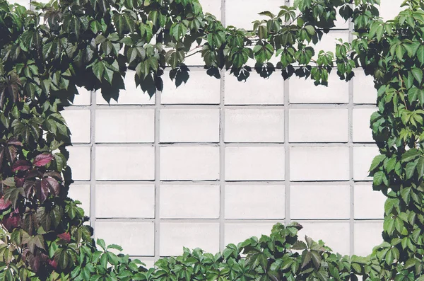 Green leaves and wall — Stock Photo