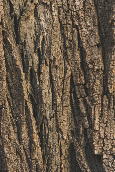 Textura de corteza de árbol - foto de stock