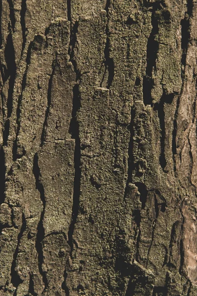 Textura de corteza de árbol - foto de stock