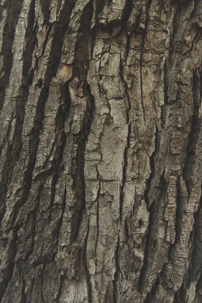 Textura de corteza de árbol - foto de stock