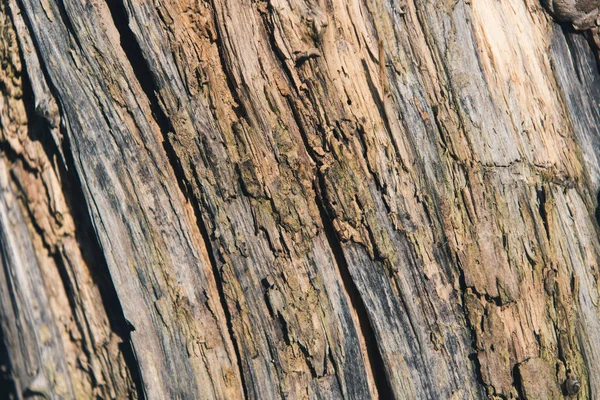 Tree bark texture — Stock Photo