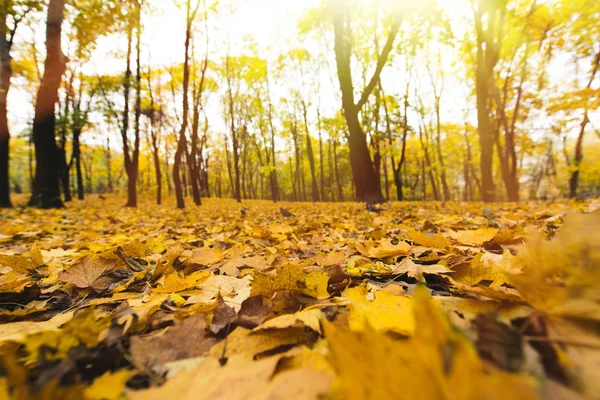 Feuilles jaunes tombées — Photo de stock