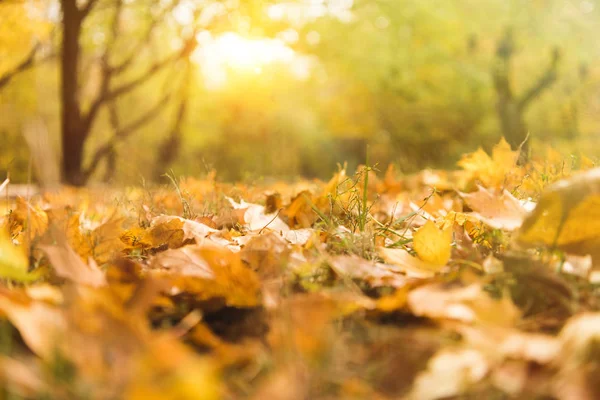 Feuilles d'érable tombées au sol — Photo de stock