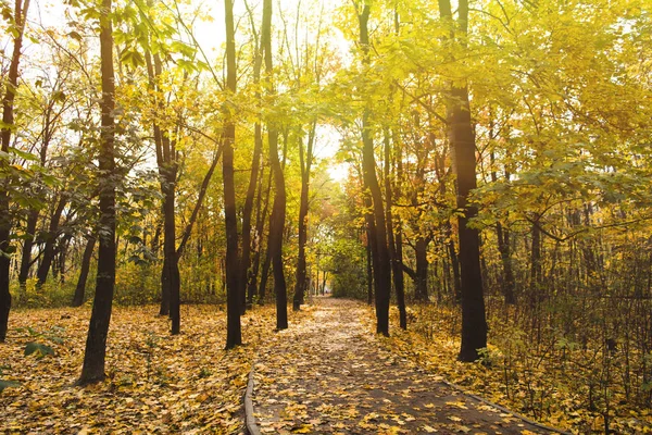 Pathway in autumn park — Stock Photo