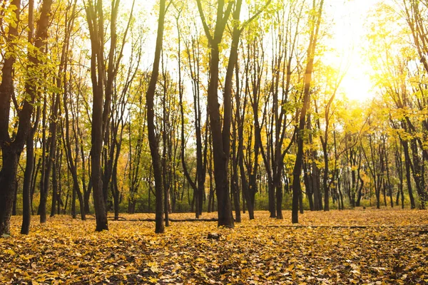 Beau parc d'automne — Photo de stock