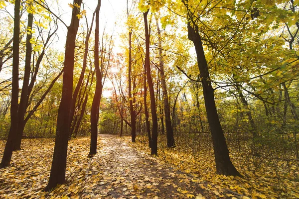 Percorso nel parco autunnale — Foto stock