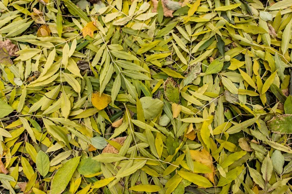 Hojas caídas en el suelo - foto de stock