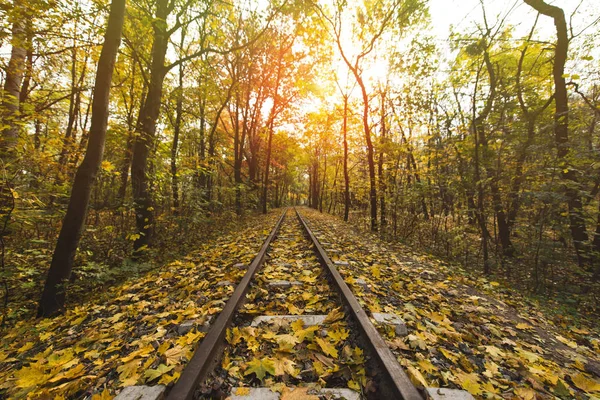 Estrada de ferro na floresta de outono — Fotografia de Stock