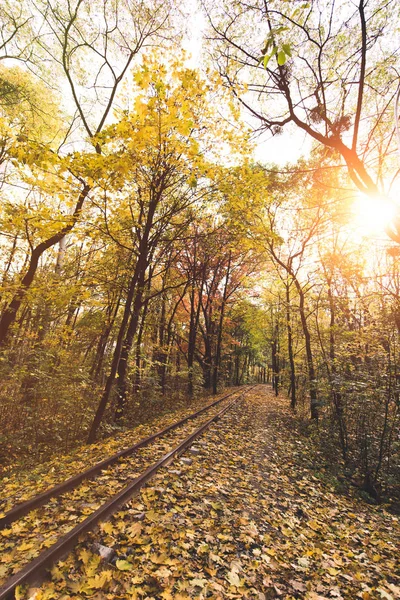 Estrada de ferro na floresta de outono — Fotografia de Stock