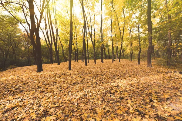 Bosque otoñal en día soleado - foto de stock