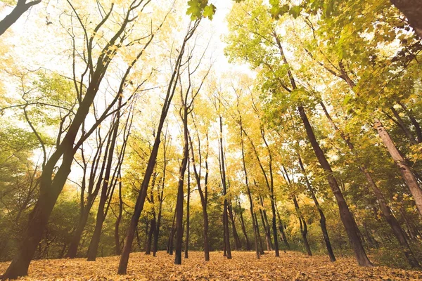 Herbstwald an sonnigem Tag — Stockfoto