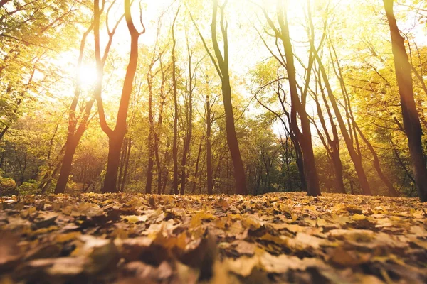 Bosque otoñal en día soleado - foto de stock