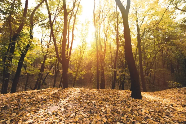 Floresta de outono no dia ensolarado — Fotografia de Stock