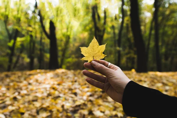 Woman holding fallen leaf — Stock Photo