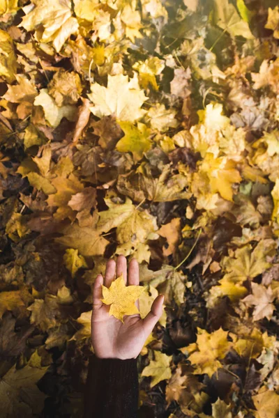 Woman holding fallen leaf — Stock Photo