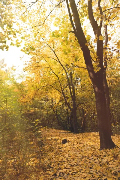 Hermoso bosque de otoño - foto de stock