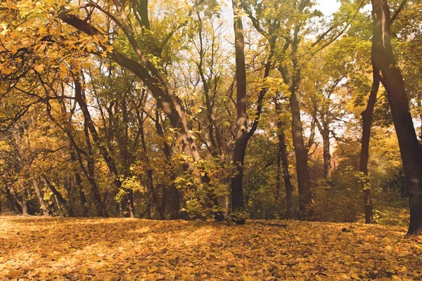 Bosque otoñal lleno de árboles dorados — Stock Photo