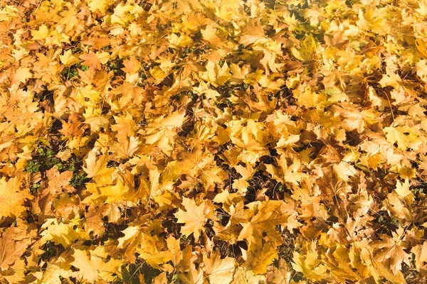 Feuilles d'érable tombées au sol — Photo de stock