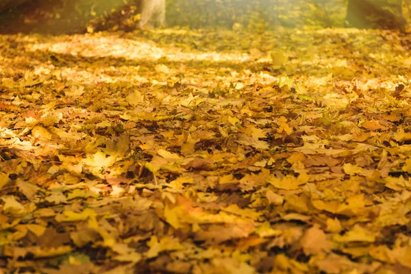 Parc de feuilles dorées tombées — Photo de stock