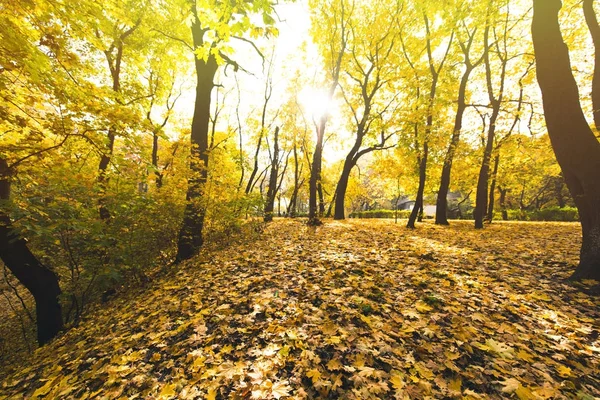 Forêt d'automne couverte de feuilles tombées — Photo de stock