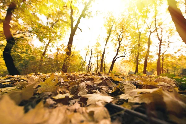 Feuilles tombées — Photo de stock