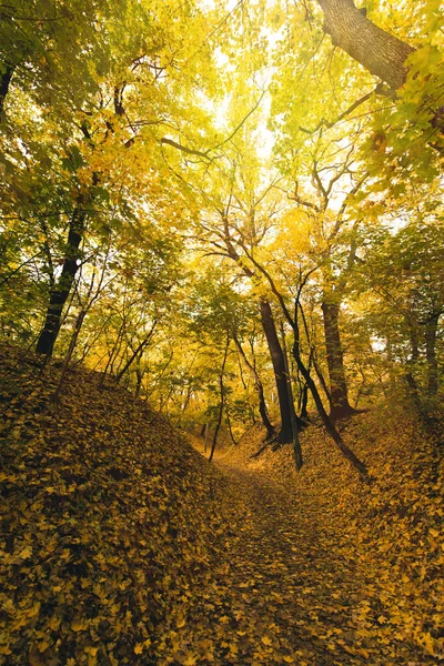 Herbstwald mit abgefallenem Laub bedeckt — Stockfoto