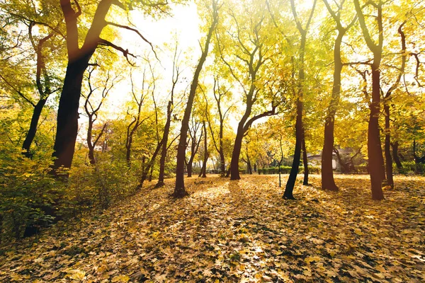 Bosque de otoño - foto de stock