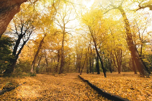 Route dans le parc d'automne couvert de feuilles — Photo de stock