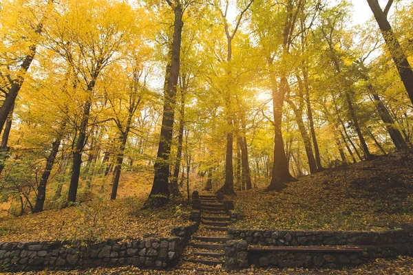 Escaleras en el parque de otoño - foto de stock