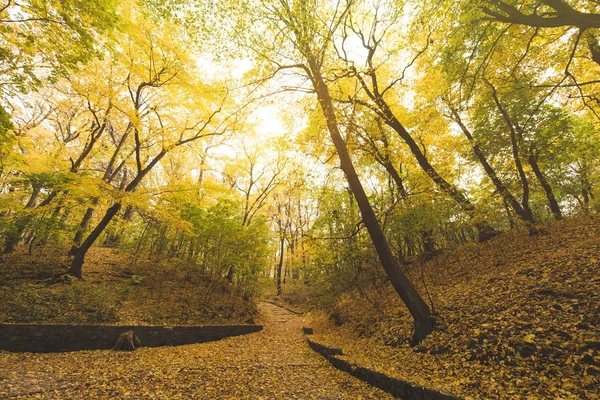 Route dans le parc d'automne — Photo de stock