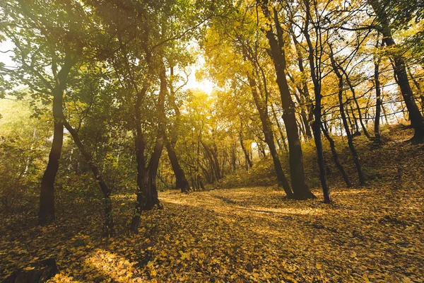 Hermoso bosque de otoño - foto de stock