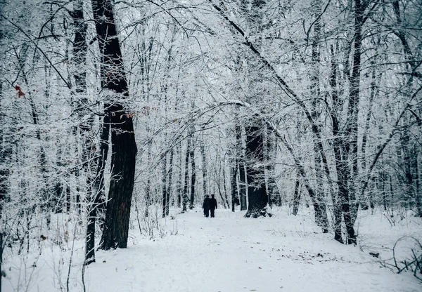Пара, идущая через зимний лес — стоковое фото