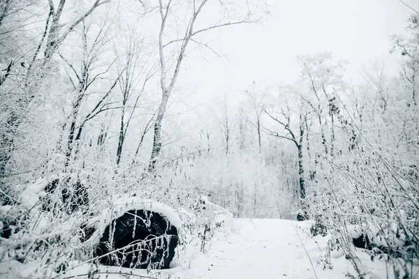 Belle forêt d'hiver sous un ciel nuageux blanc — Photo de stock