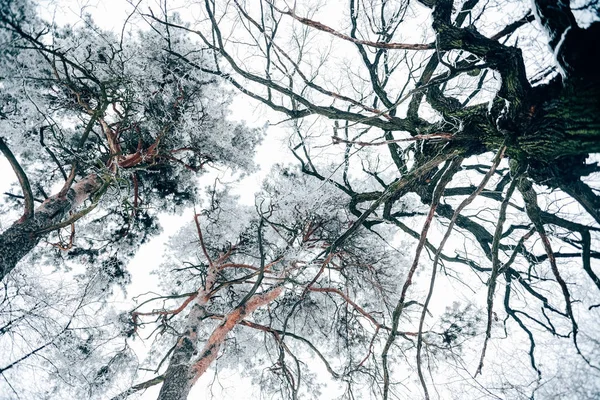Vue du bas des arbres belle forêt d'hiver contre ciel nuageux blanc — Photo de stock