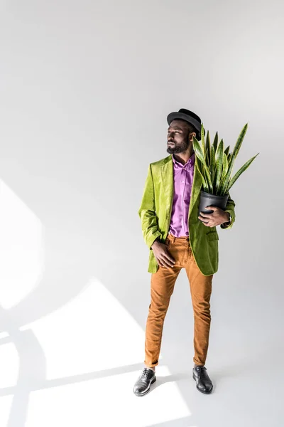 Hombre afroamericano de moda en sombrero con planta verde en maceta en la mano posando sobre fondo gris - foto de stock