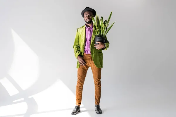 Homme afro-américain à la mode chapeau avec plante verte en pot de fleurs à la main posant sur fond gris — Photo de stock