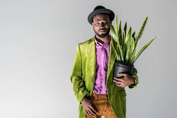 Hombre afroamericano de moda en sombrero con planta verde en maceta en la mano posando aislado en gris — Stock Photo