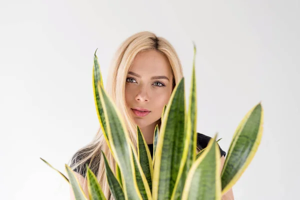 Beautiful blonde girl looking at camera through leaves on green houseplant isolated on grey — Stock Photo