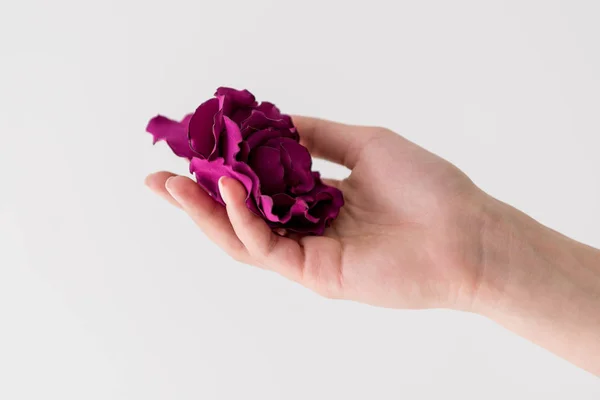 Tiro cortado de mão segurando bela flor roxa isolado em cinza — Fotografia de Stock