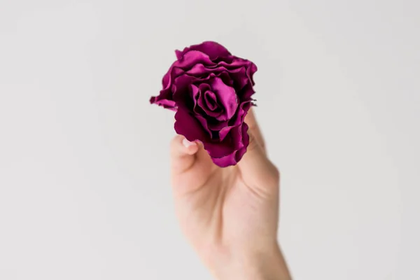 Close-up partial view of hand holding beautiful purple flower isolated on grey — Stock Photo